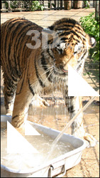 Tiger poses II