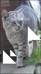 Cat II