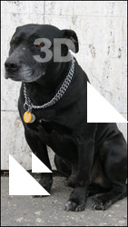Dog II