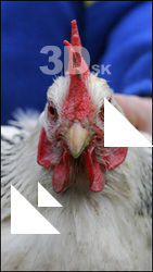 Hen