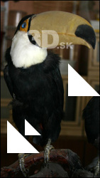 Toucan