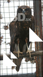 Bird of prey
