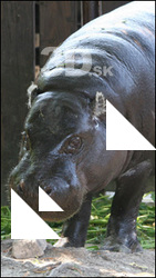Hippopotamus