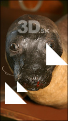 Seal