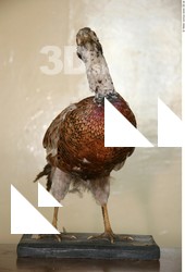 Pheasant