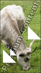 Cow 2