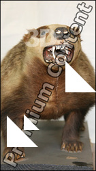 Badger