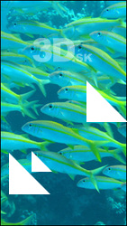 Fish # 2