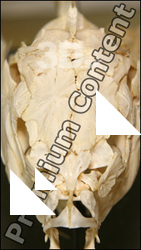 Skeleton 3