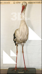 Stork