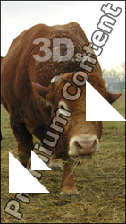 Bull 2