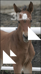 Foal