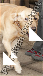 Labrador