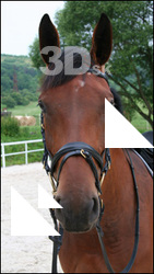 Horse 2