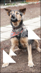 Dog # 3