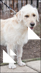 Dog # 4