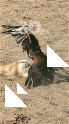 Bird of Prey # 2