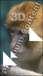 Ape
