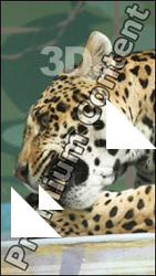 Jaguar poses