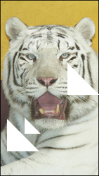 Tiger # 3