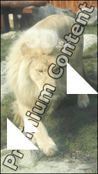 Lion poses