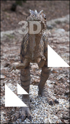 Ceratosaurus