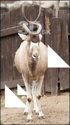 Antelope # 3