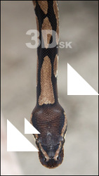 Snake # 2