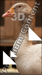 Goose # 2