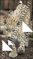 Leopard # 2