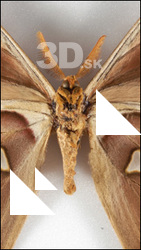 Insect # 4