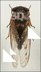 Insect # 2