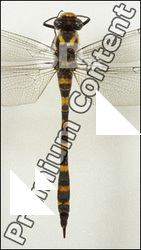 Insect # 3