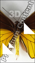Butterfly # 2