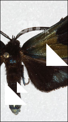Insect # 5