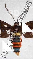 Insect # 6