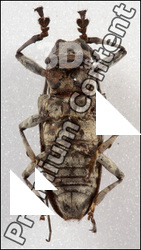 Insect # 9