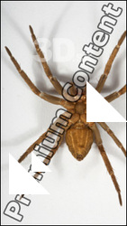 Insect # 13
