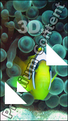 Fish # 8