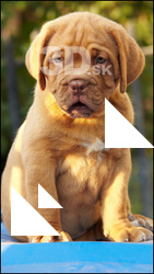 Dog # 12