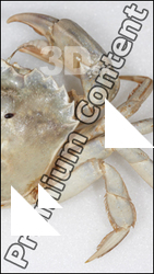 Crab # 1