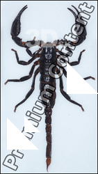 Scorpion