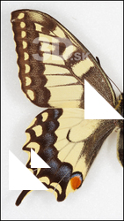 Butterfly # 7