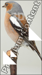 Bird # 1