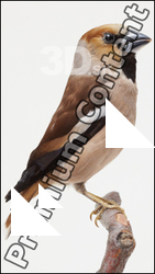 Bird # 2