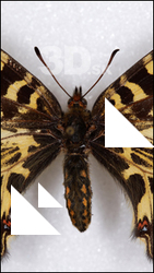 Butterfly # 8