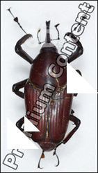 Bug # 2