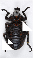 Bug # 3