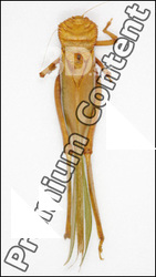 Grasshopper