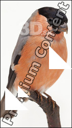Bird # 5